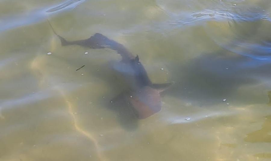 Lido Scacchi, squalo avvistato da una bambina: «Ho iniziato a urlare, che paura»