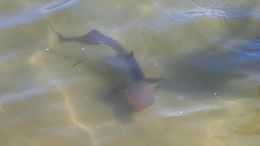 Lido Scacchi, squalo avvistato da una bambina: «Ho iniziato a urlare, che paura»