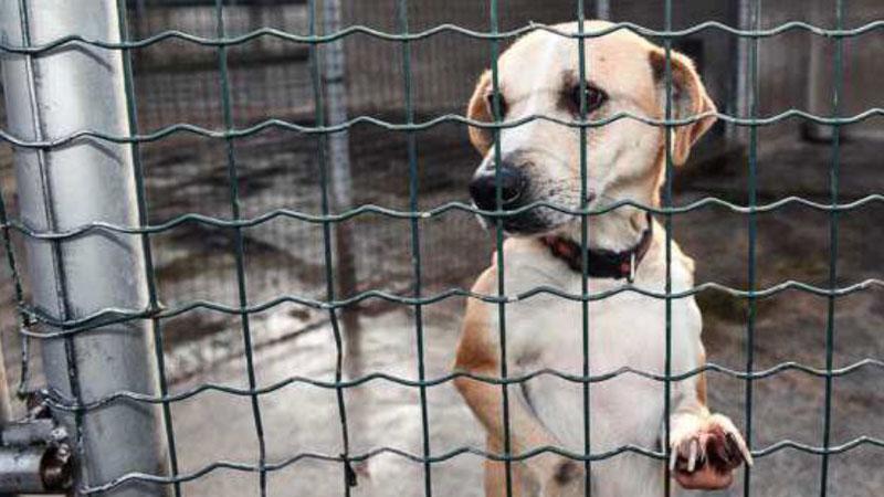 Lucca, rimane la piaga degli abbandoni. E c’è chi rinuncia alla proprietà del cane