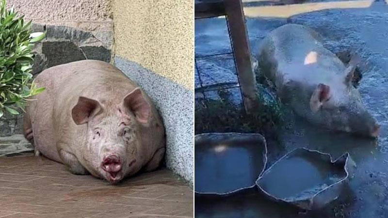 Serravalle, il maialino salvato dal macello ora è in un rifugio della Lav. E lo hanno chiamato “Libero”