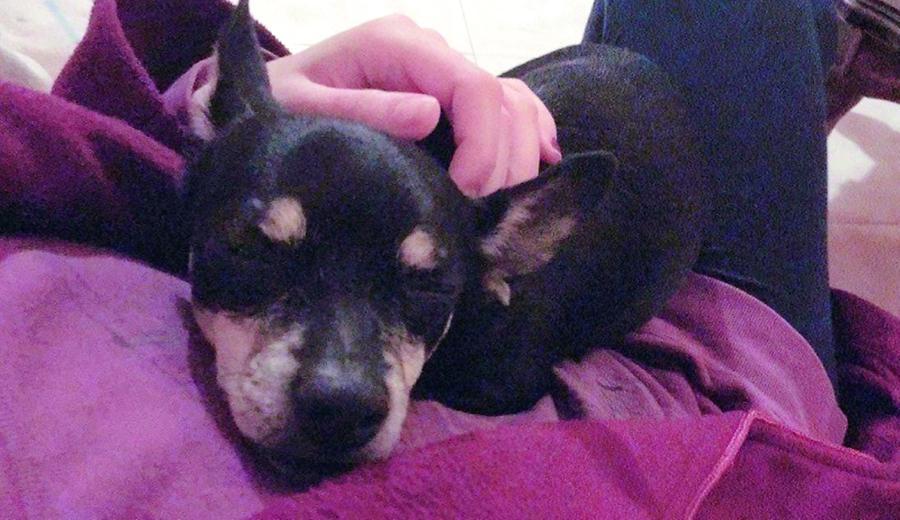 «Ladri dalla ferocia inaudita hanno strozzato i nostri cani»