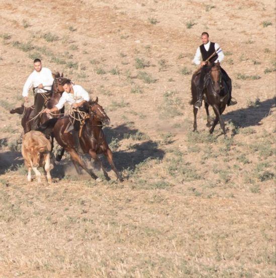 Guasila, caccia alla giovenca: il vincitore è un agricoltore 26enne
