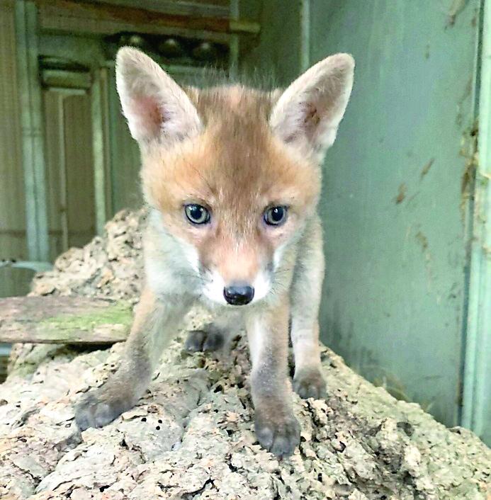 Toscana, l'invasione degli animali esotici: quando a fare compagnia sono lo scoiattolo volante o il drago barbuto - Quali regole e chi non può entrare