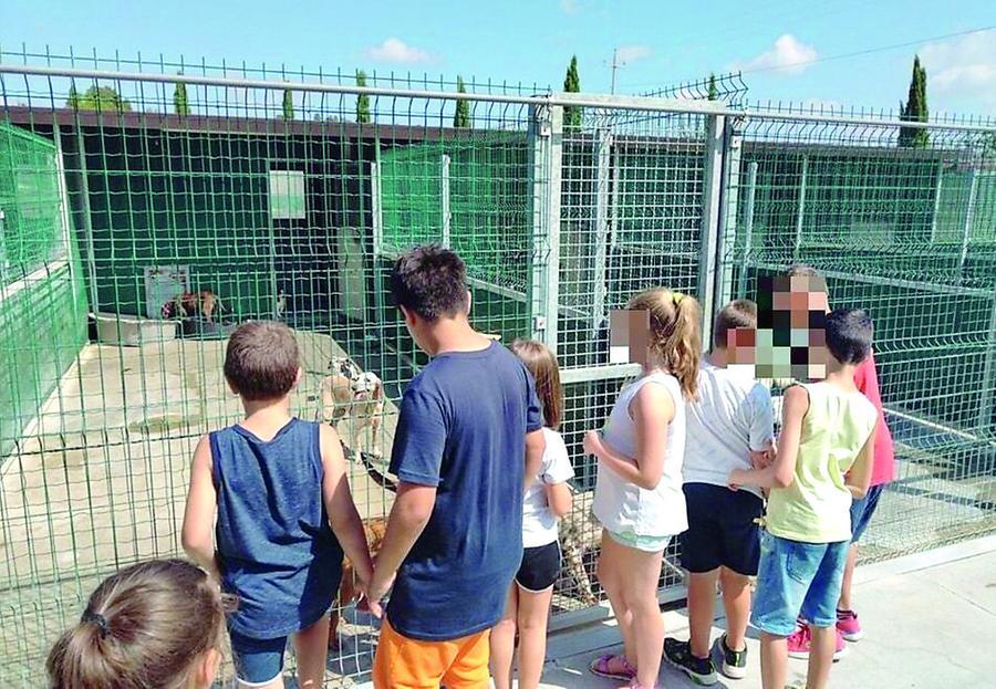 Ferragosto da cani, l’anno nero degli abbandoni: colpa (anche) della crisi
