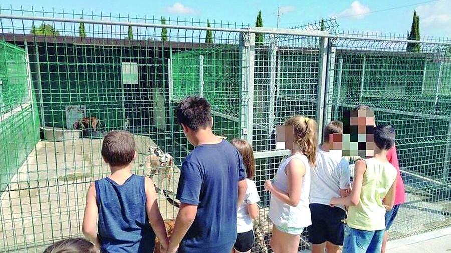 Ferragosto da cani, l’anno nero degli abbandoni: colpa (anche) della crisi