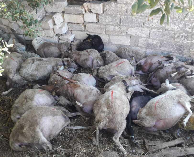 Incursione dei cinghiali in un ovile nella campagna di Ittiri: morte 32 pecore