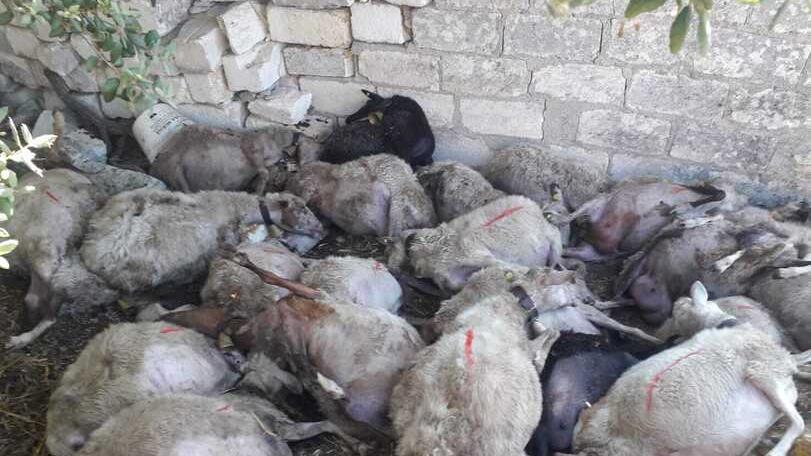 Incursione dei cinghiali in un ovile nella campagna di Ittiri: morte 32 pecore