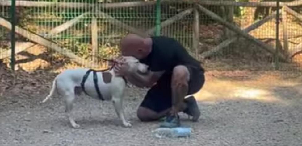 Cane ritrovato a Livorno, l’esperto: «Un animale fragile vale come un figlio, ecco perché la città si è mobilitata»
