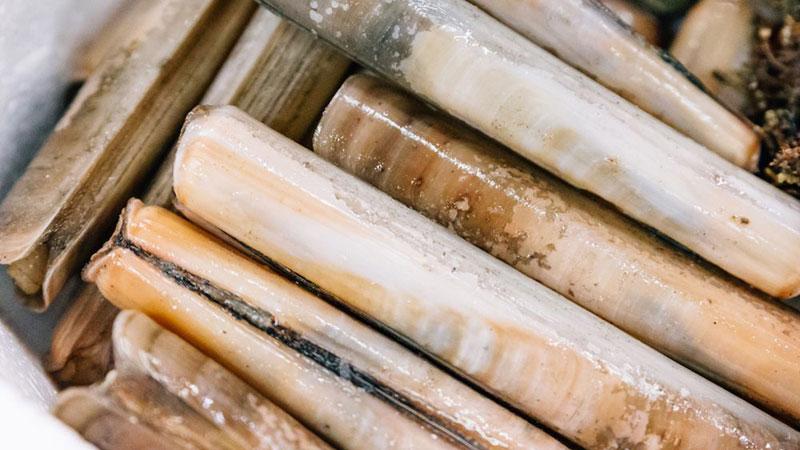 Viareggio, sono tornati i coltellacci. Per le arselle l’abusivismo dilaga