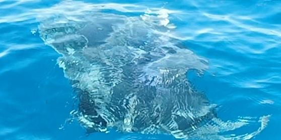 Talamone, la manta “danza” per due ore accanto alla barca dei pescatori – Video