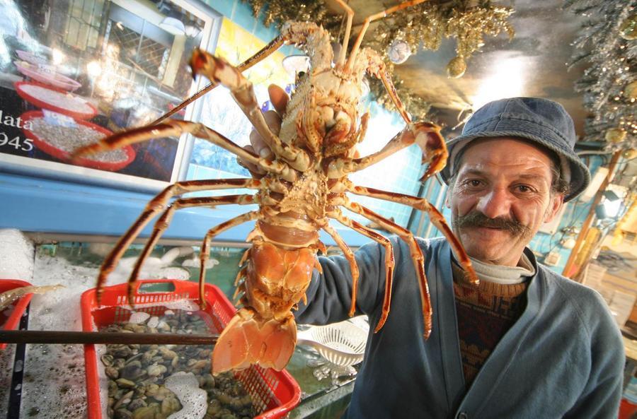 Aragosta, dal primo settembre in Sardegna sarà vietato pescarla