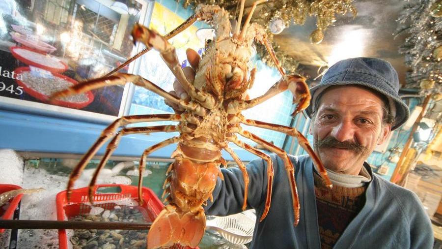 Aragosta, dal primo settembre in Sardegna sarà vietato pescarla