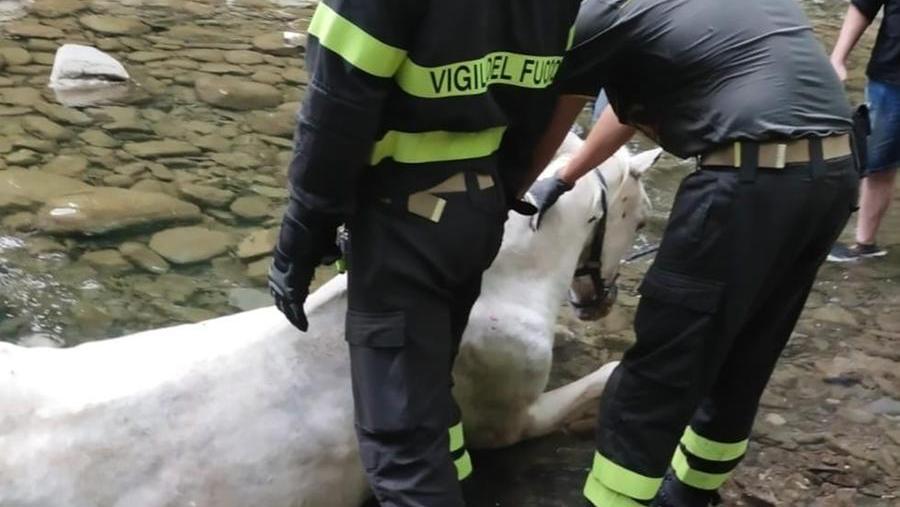 Vernio, cavallo cade nel torrente e viene recuperato dai vigili del fuoco
