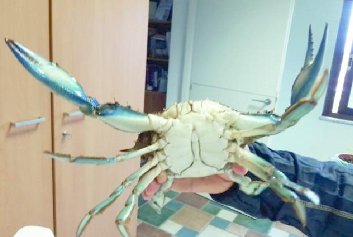 Lagune assediate dal granchio blu: infesta le nasse e assalta i muggini