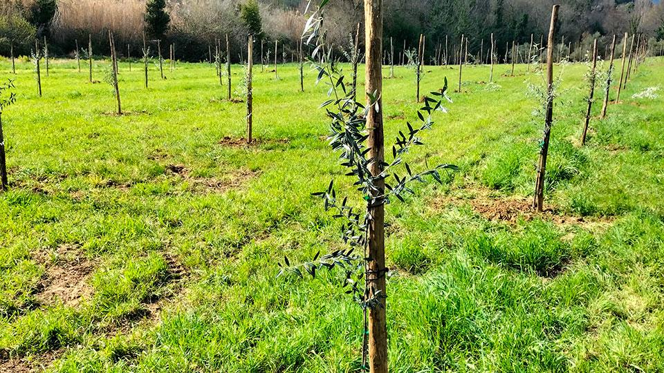 245mila olivi a difesa del clima, gratis a cittadini e agricoltori