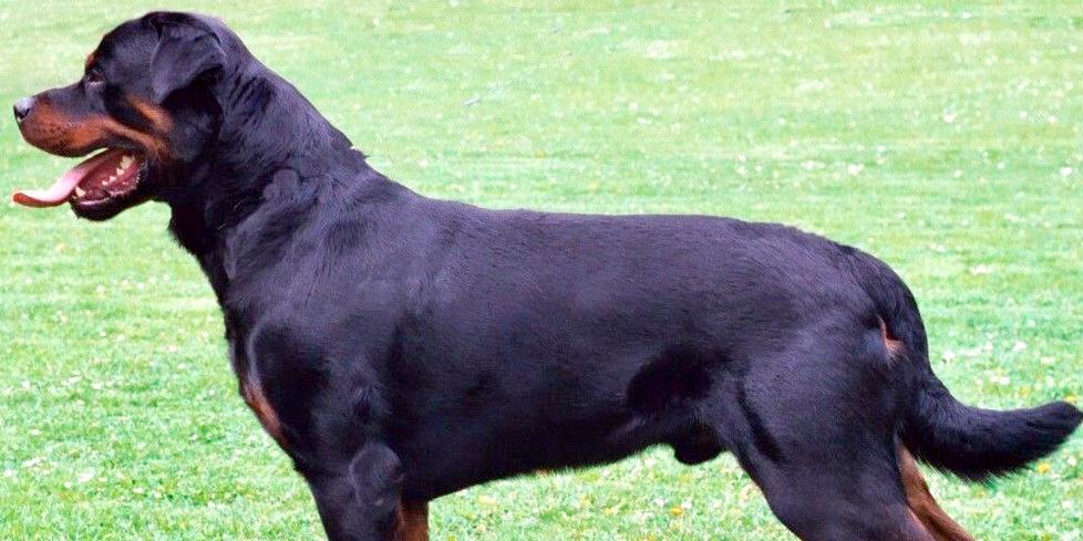 Azzannata da un rottweiler