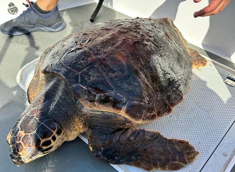 Tartaruga in difficoltà recuperata a Tavolara dalla Guardia costiera