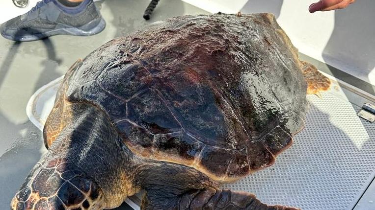 Tartaruga in difficoltà recuperata a Tavolara dalla Guardia costiera