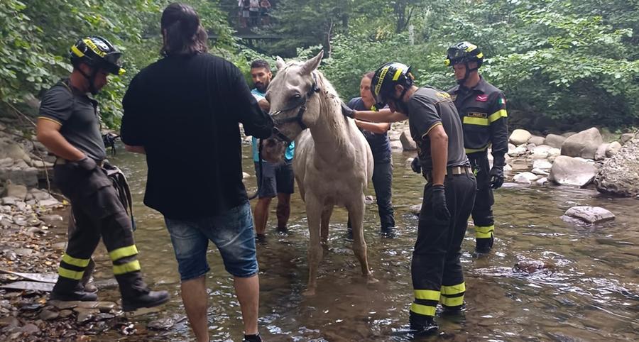 Prato, cavallo cade nel greto del fiume: «Ecco come abbiamo salvato Star»