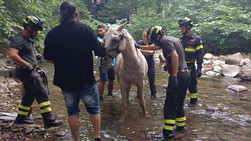 Prato, cavallo cade nel greto del fiume: «Ecco come abbiamo salvato Star»