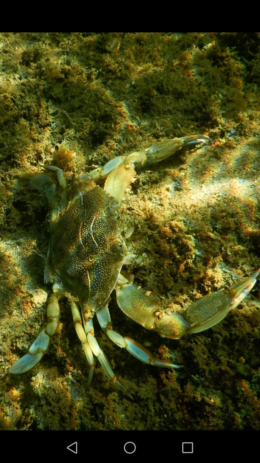 Ottimo da gustare, ma aggressivo e spietato con le altre specie: ecco perché il granchio blu fa paura