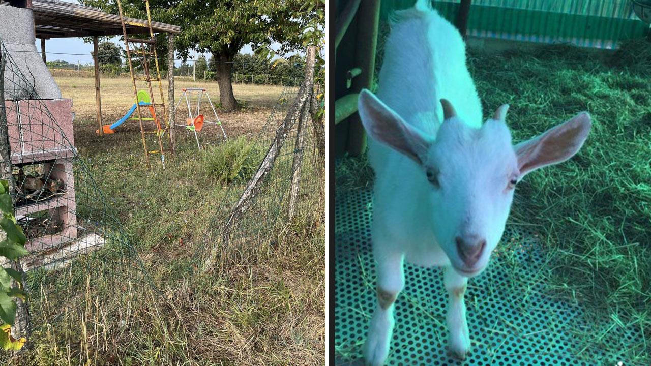 La rete bucata dai ladri e la capretta rubata