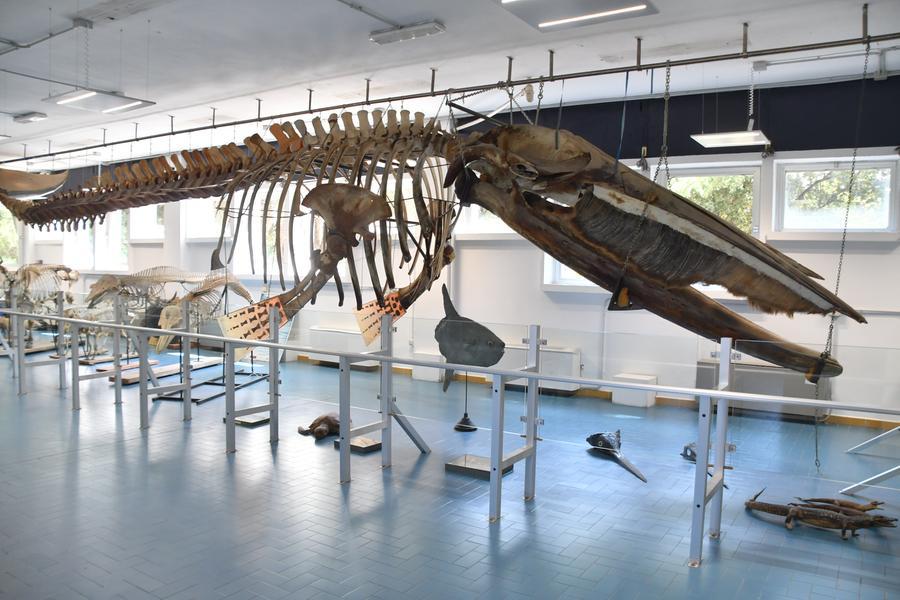 Moby Dick, 40 anni e non li dimostra