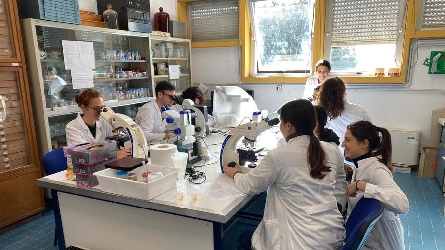Sassari studenti presso un laboratorio del dipartimento di Scienze Veterinarie dell'Uniss
