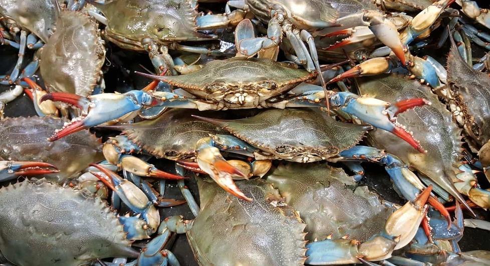 Granchio blu,  disastro o risorsa? «Dinamiche da studiare a fondo»