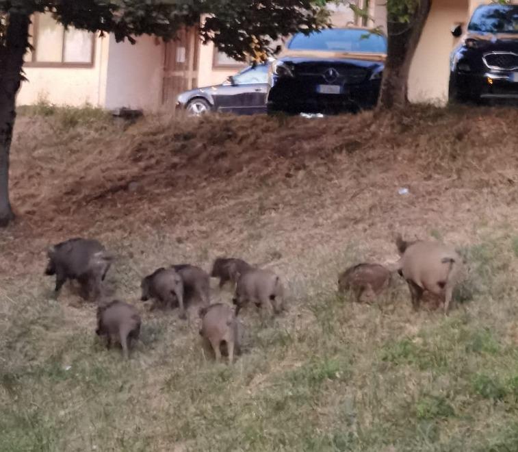 Un branco di cinghiali fotografato dalla residente