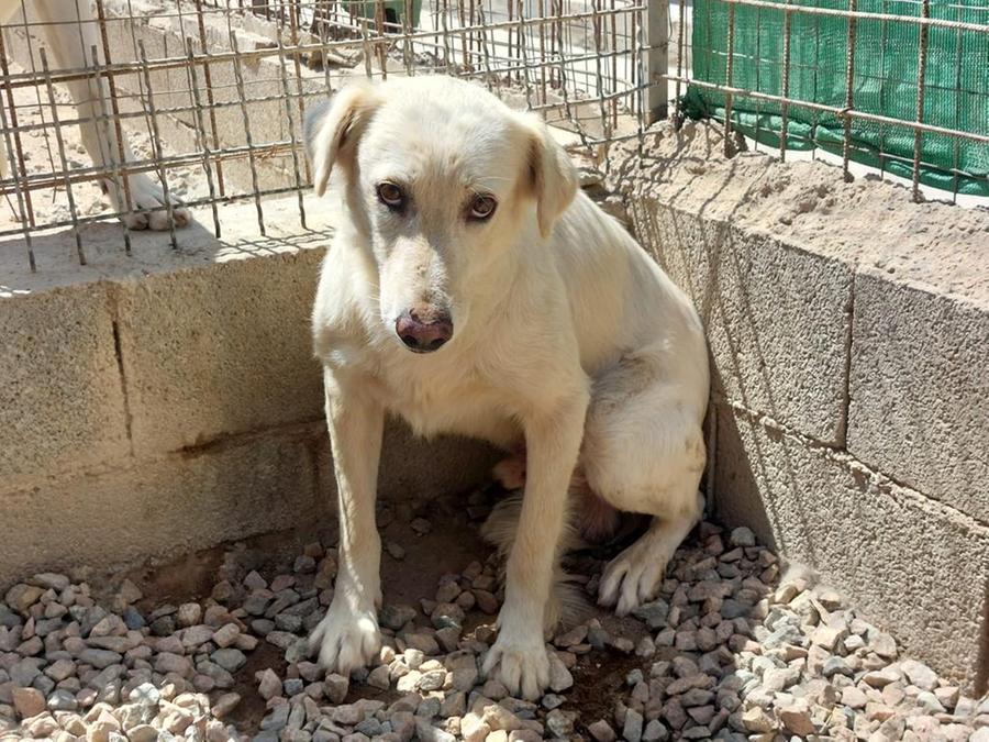 A Golfo Aranci il Comune costruisce un recinto per salvare tre cani randagi