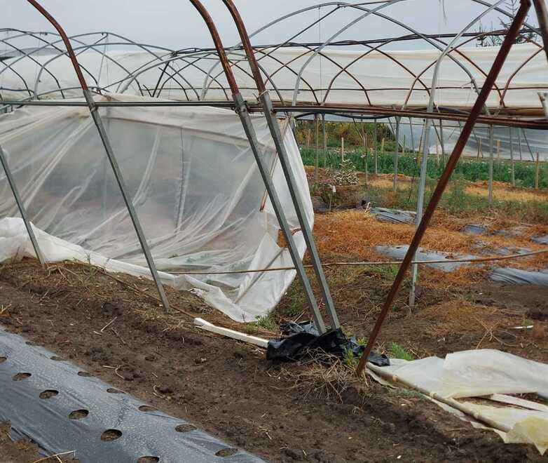 Vigarano, Floricoltura Massari in ginocchio: «Le mie serre e i miei fiori distrutti»