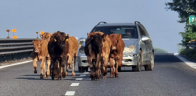 Comacchio, nove vitelli in fuga dall’allevamento. Rodeo e gravi rischi in Superstrada