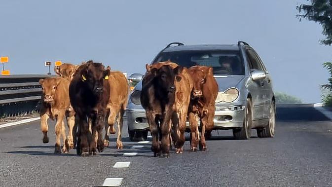 Comacchio, nove vitelli in fuga dall’allevamento. Rodeo e gravi rischi in Superstrada