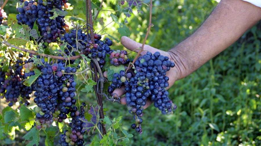 Vino, tra pioggia eccessiva e peronospera la Toscana perde il 30% della produzione