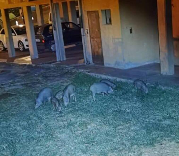 L’ultimo avvistamento di cinghiali fotografati ieri mattina tra le case