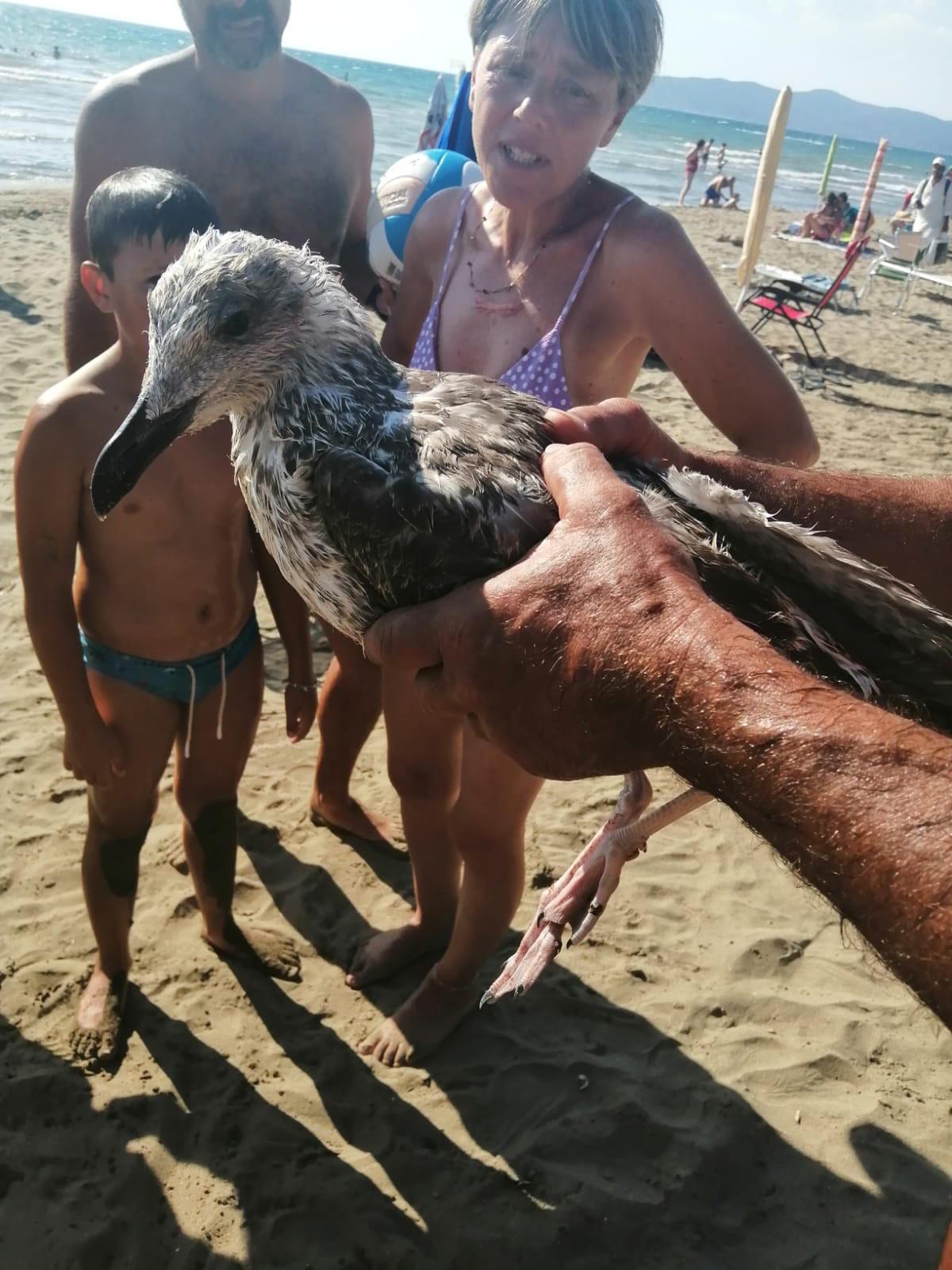 Orbetello, soccorso un gabbiano in difficoltà. Aveva due ami nelle zampe palmate