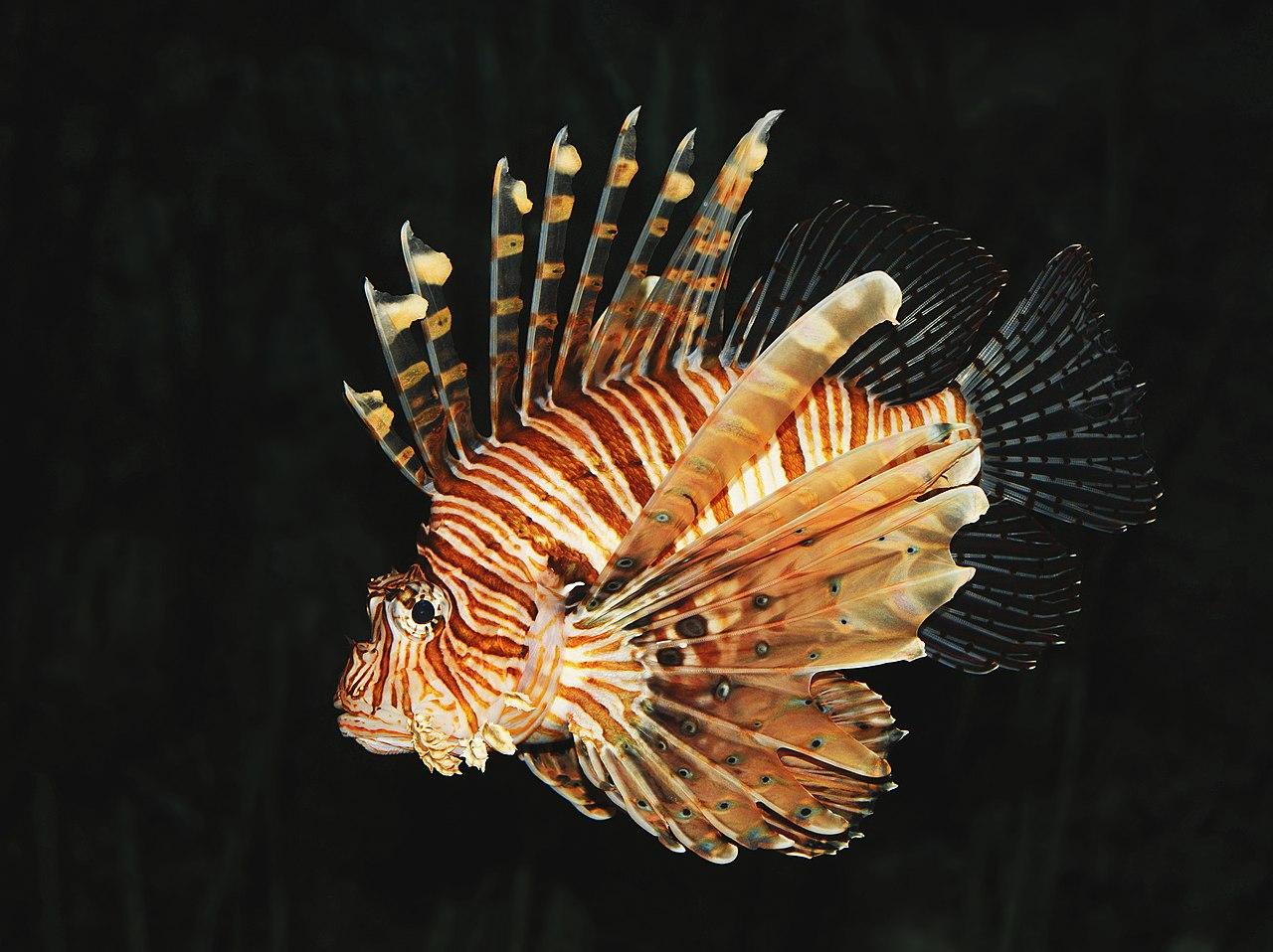 Un pesce scorpione