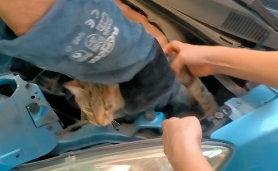 
	Il salvataggio del gatto

