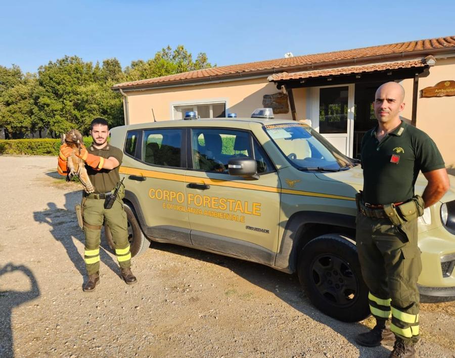 Aquila del Bonelli in difficoltà salvata dal Corpo forestale a Tula