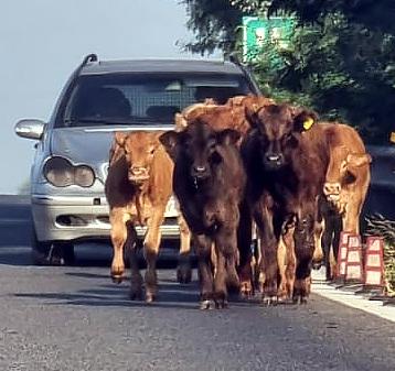 Mancano ancora una mucca e due vitelli