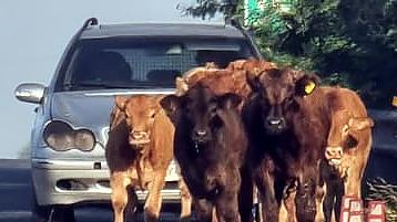 Mancano ancora una mucca e due vitelli