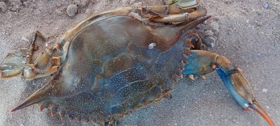 Granchio blu, da piatto gourmet a devastatore: quali danni sta facendo in Toscana e come combatterlo<br>
