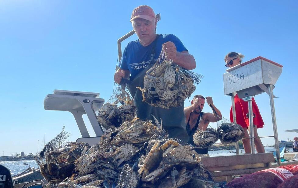 Granchio blu, a Goro e Comacchio arriva Bonaccini: «La Regione è con voi, vi aiuteremo»<br>
