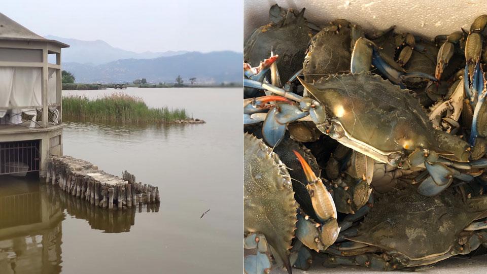 Il granchio blu è arrivato: allarme per il Massaciuccoli. Il Parco corre ai ripari
