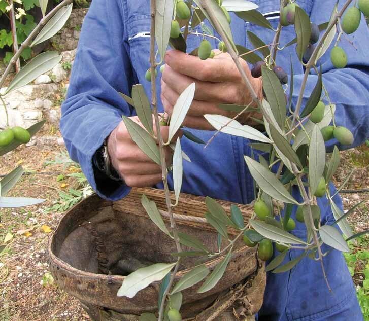 Olive, a Pistoia sarà un’annata da scordare: alcuni rinunceranno alla raccolta