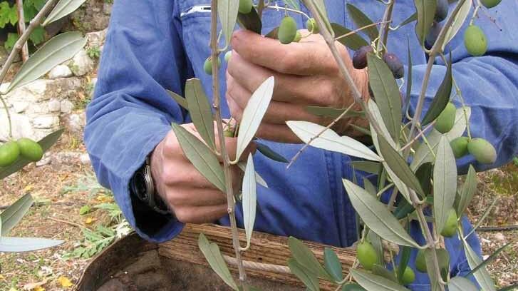 Olive, a Pistoia sarà un’annata da scordare: alcuni rinunceranno alla raccolta