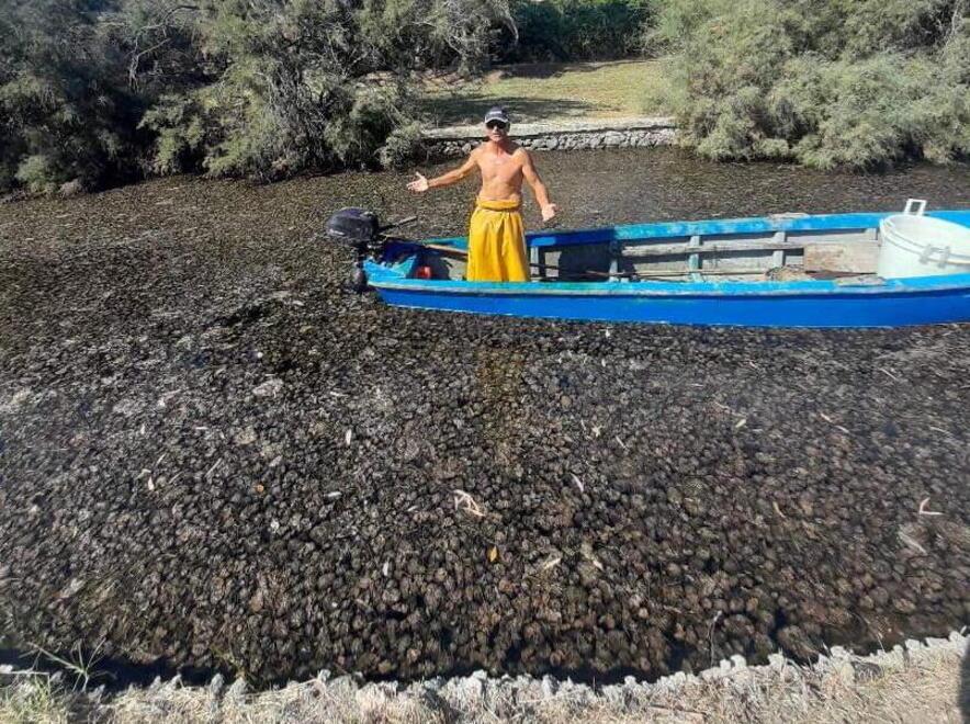 Laguna di Orbetello, l’emergenza non finisce mai. «Quattro aree sono senza ossigeno»