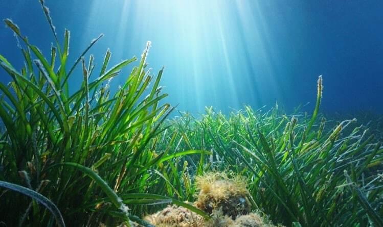 La pianta nelle profondità del mare&nbsp;è una garanzia per la biodiversità<br type="_moz" />
