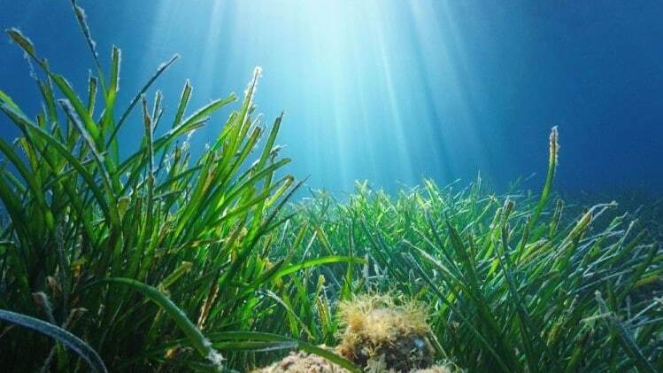 La pianta nelle profondità del mare è una garanzia per la biodiversità<br type="_moz" />